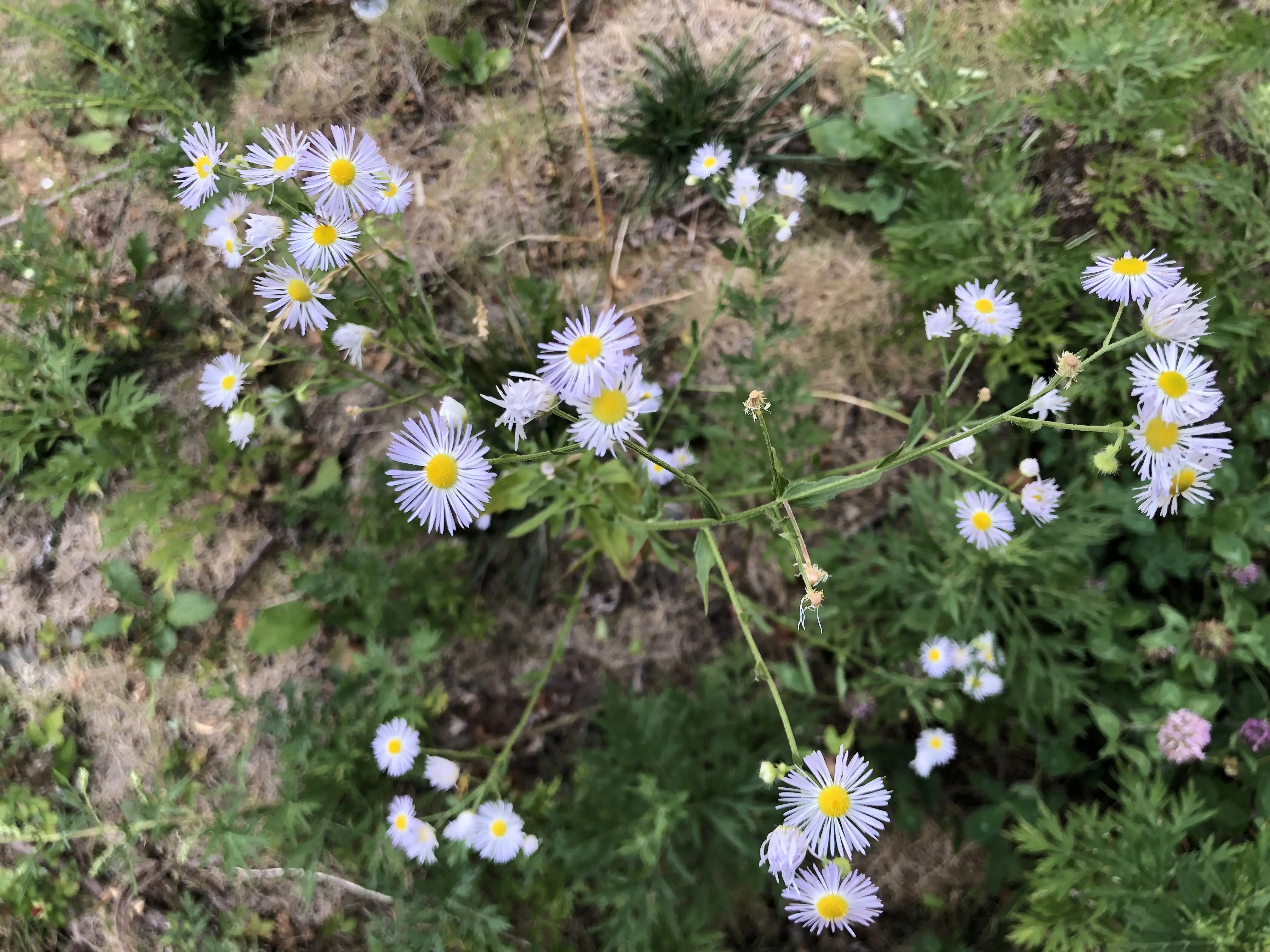在林场看到的野花