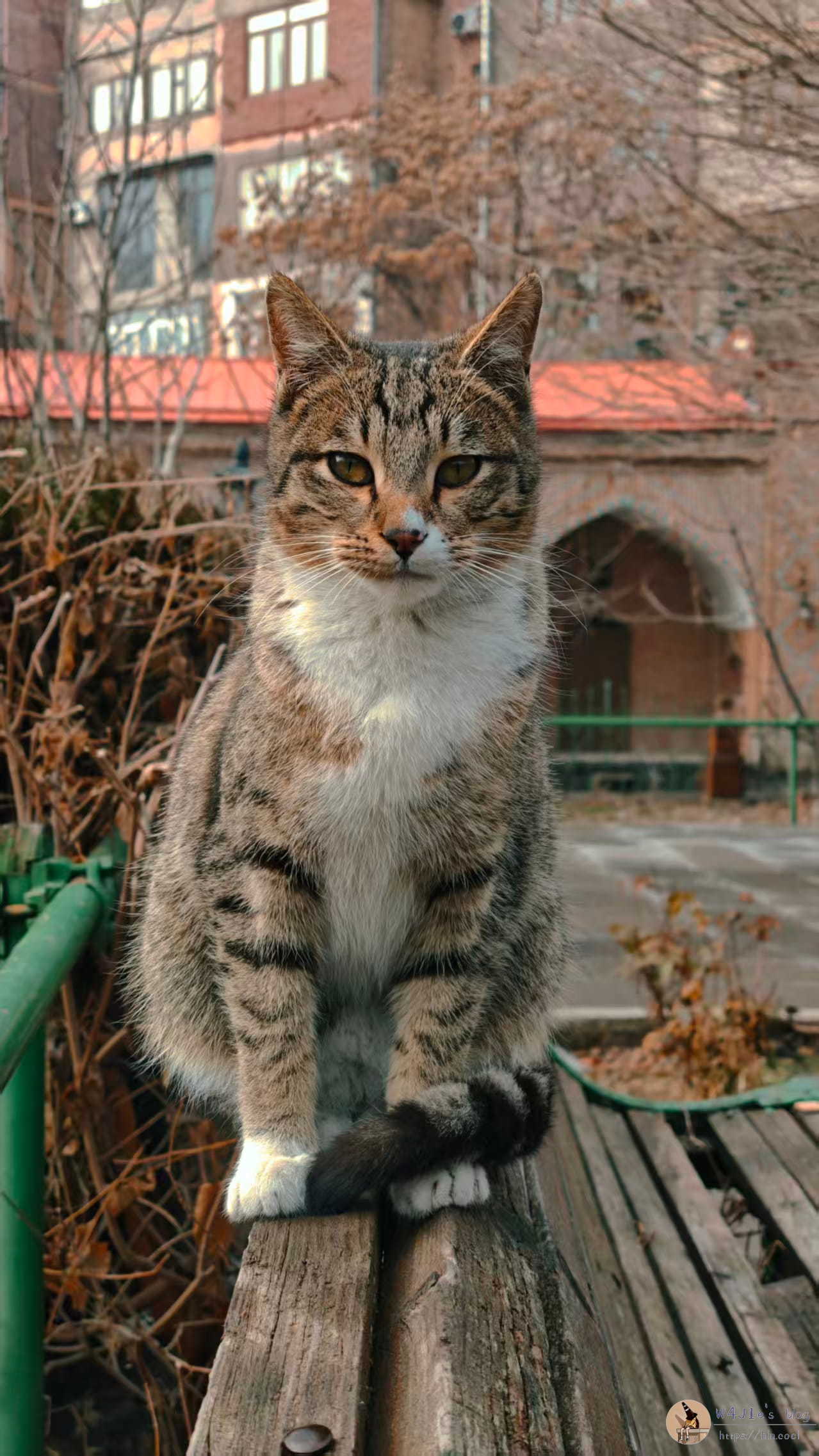 帅气的猫猫,很粘人