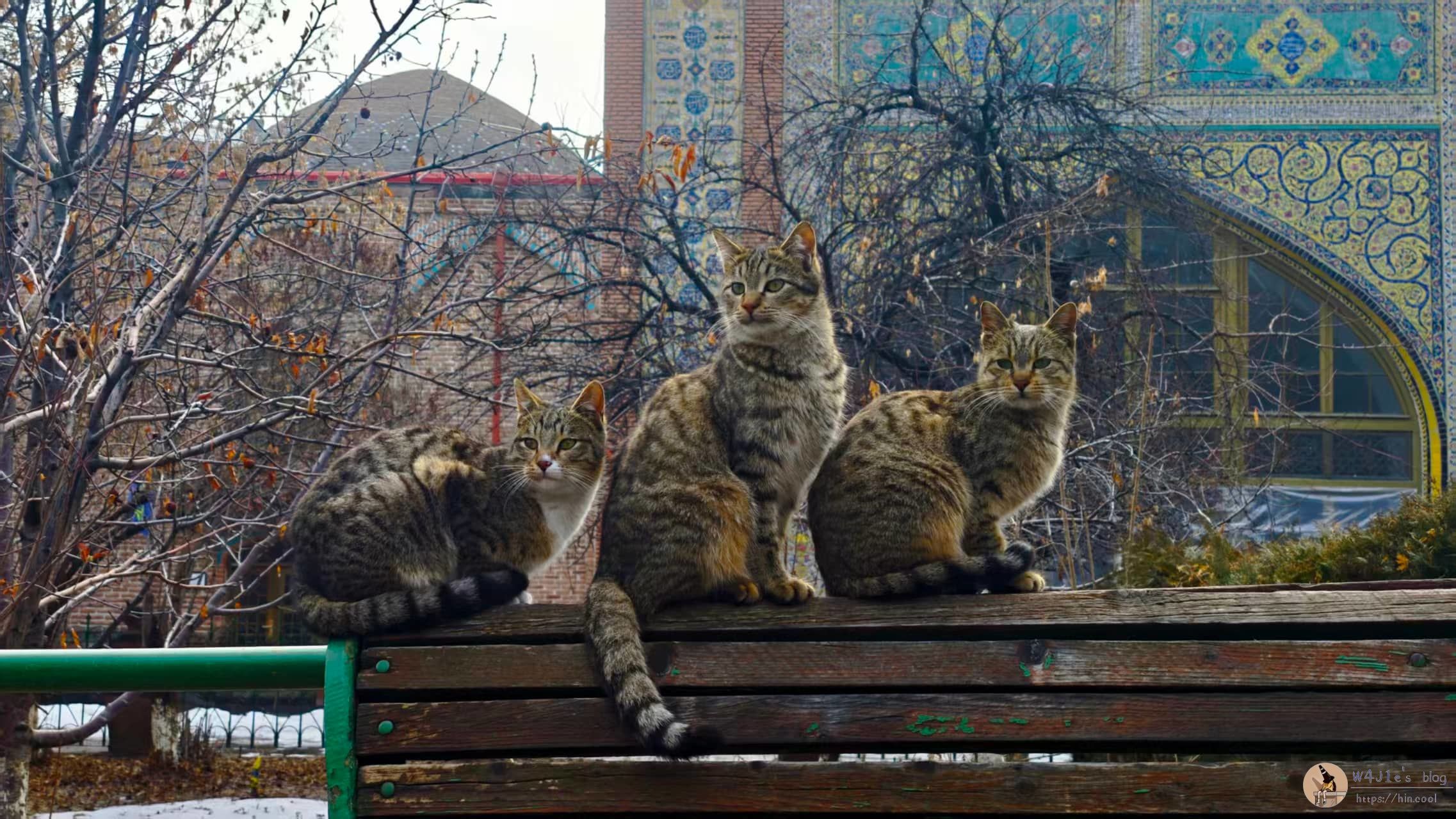 像三胞胎一样的猫