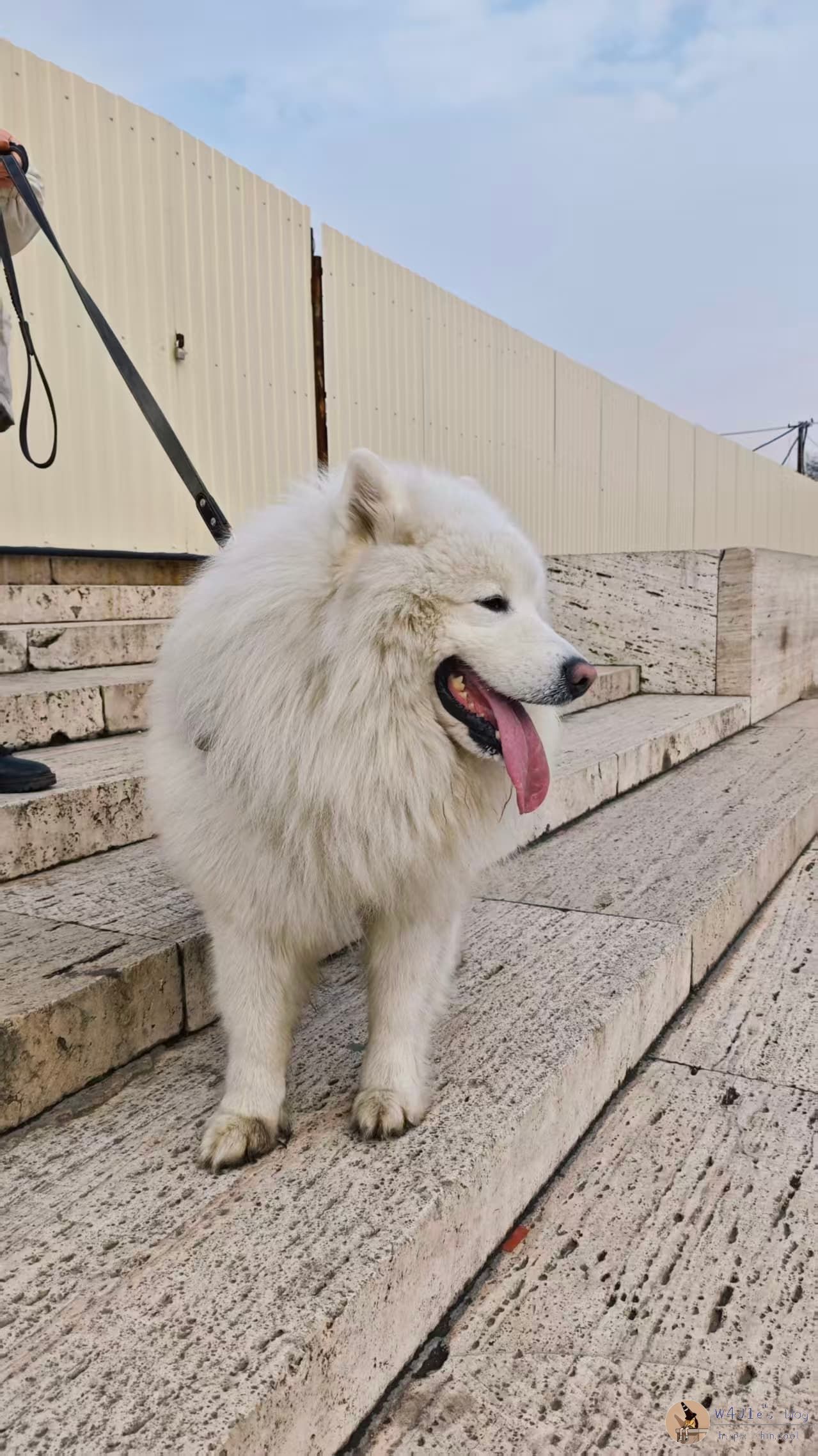 在埃里温大阶梯看到的傻白甜萨摩耶