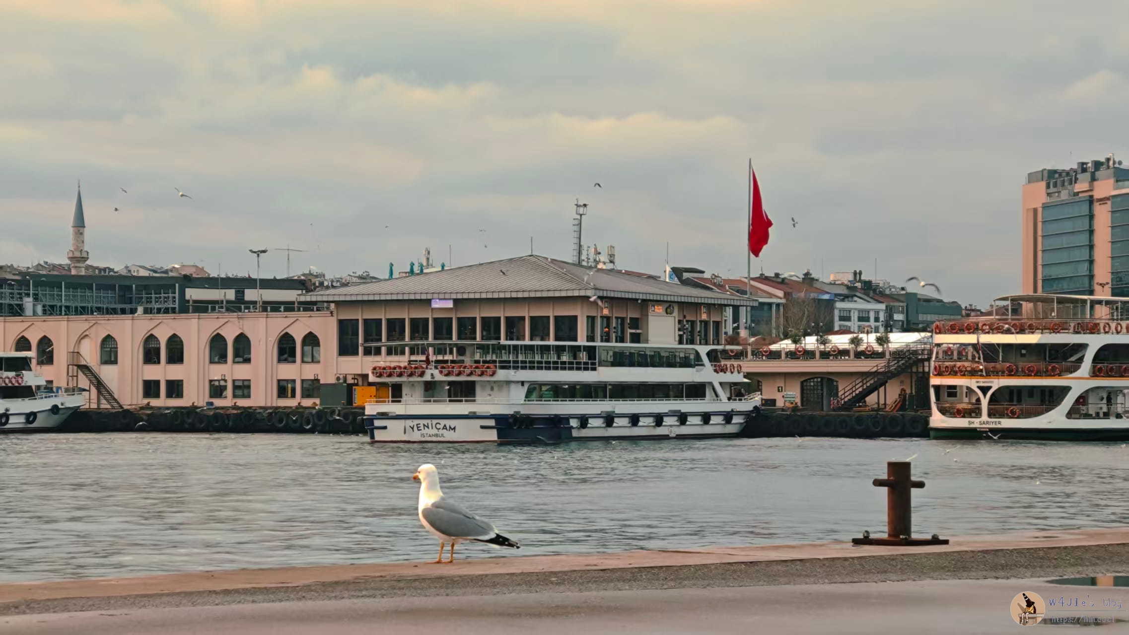 这应该是一只鸽子吧