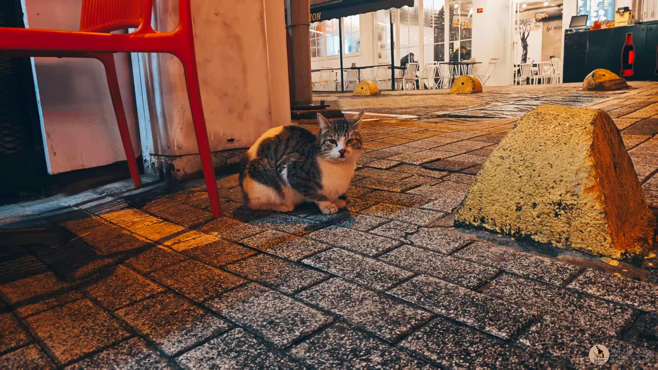 雨夜也能见到猫