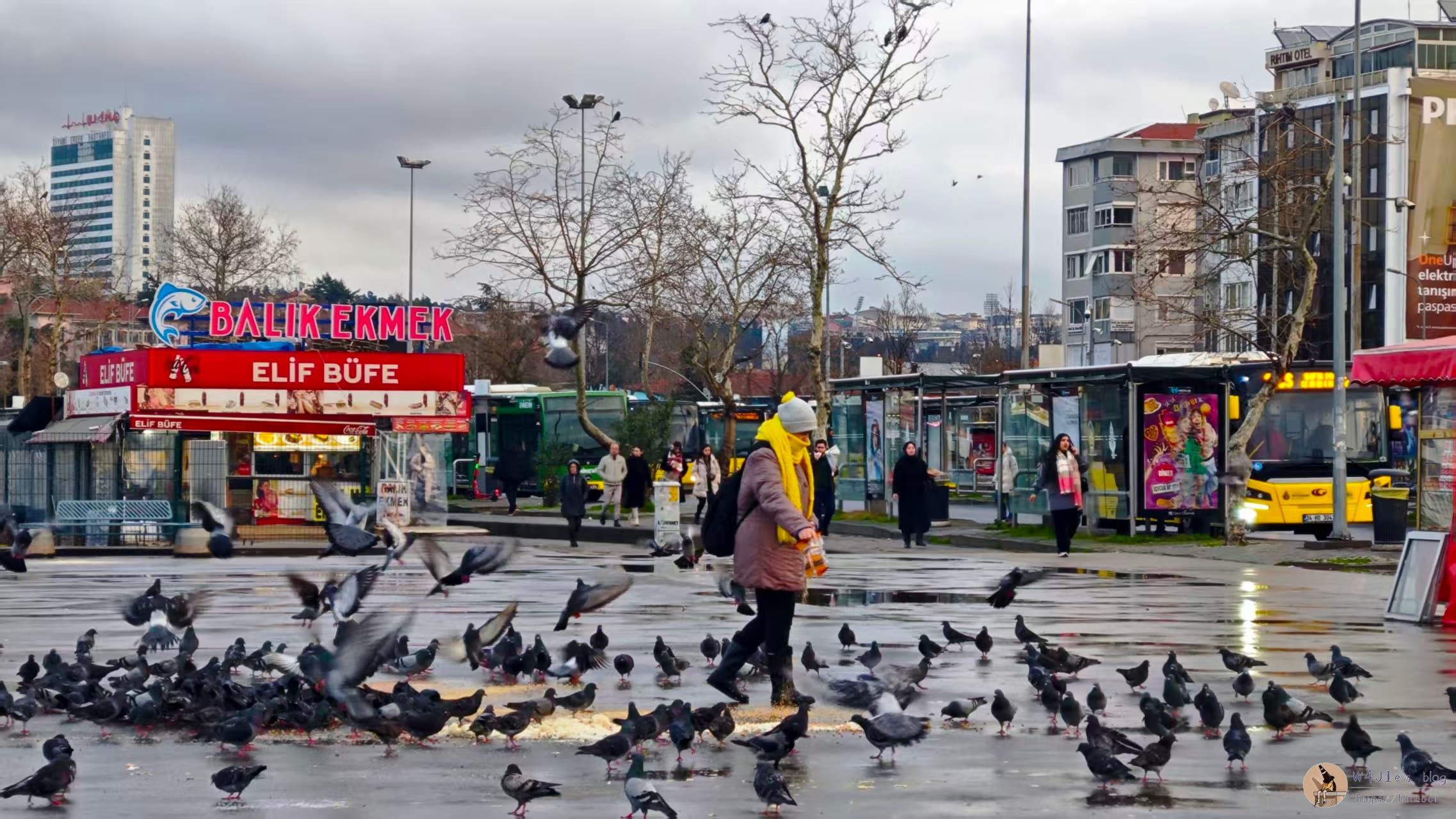 广场喂鸽子和海鸥的大妈