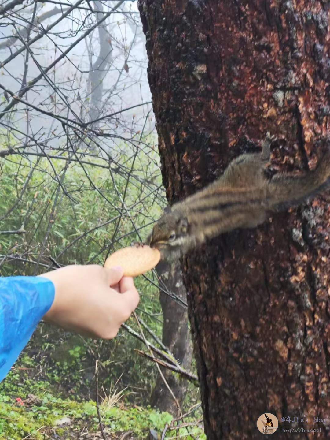 正从小吴手里接过饼干的小松鼠